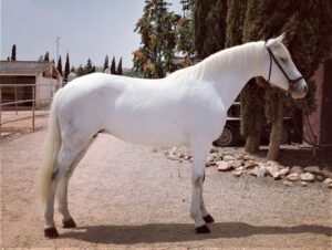 Andalusian/Lusitano