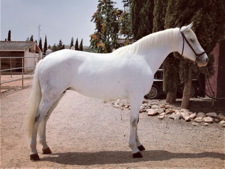 Andalusian/Lusitano