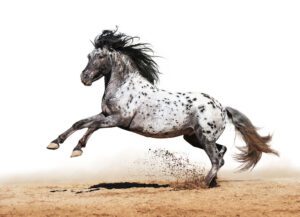 Appaloosa Horse