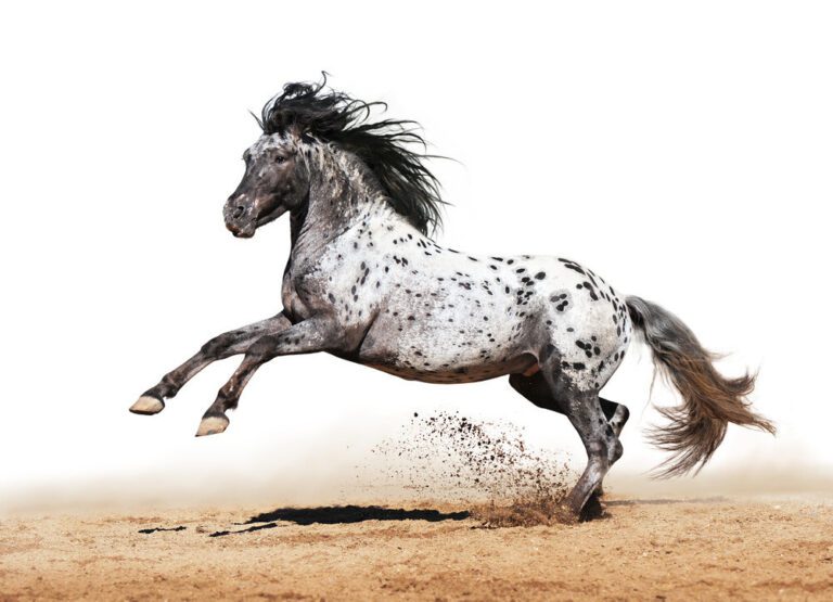 Appaloosa Horse