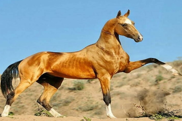 AKHAL-TEKE