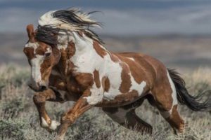 American Indian Horse