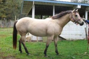 American Quarter Pony