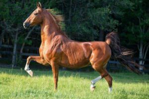 American Saddlebred