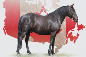 Canadian Horse