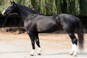 Canadian Sport Horse