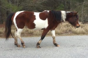 Chincoteague Pony