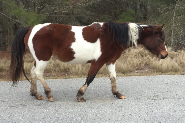 Chincoteague Pony