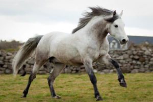 Connemara Pony