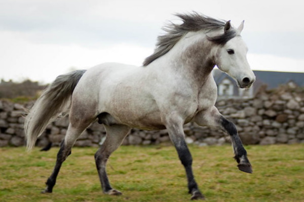 Connemara Pony