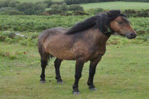 Dartmoor Pony