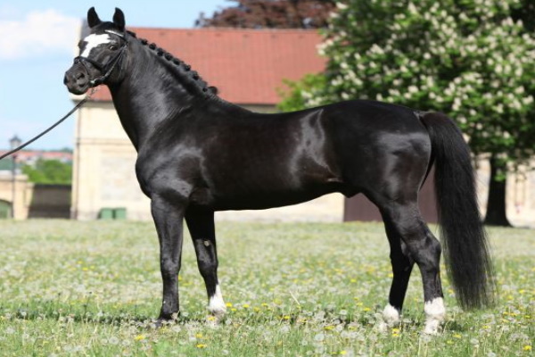 Dutch Warmblood