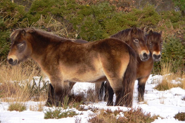 Exmoor Pony
