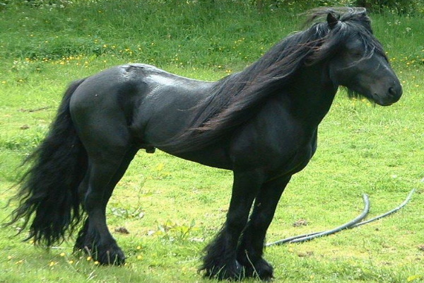 Fell Pony