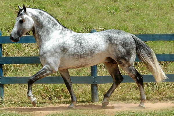 Florida Cracker
