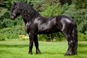 Friesian Horse