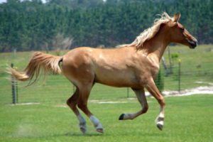 Galiceno
