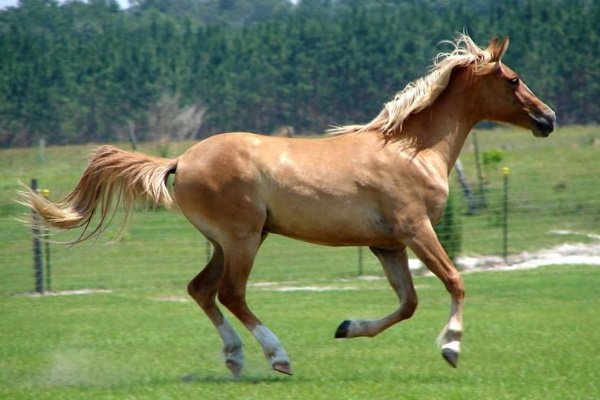 Galiceno