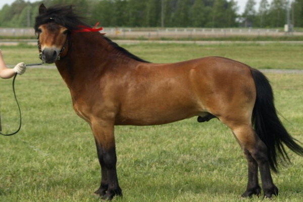 Gotland Pony