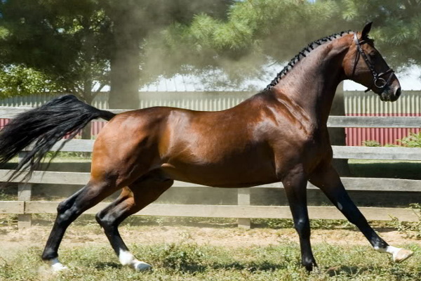 Hackney Horse