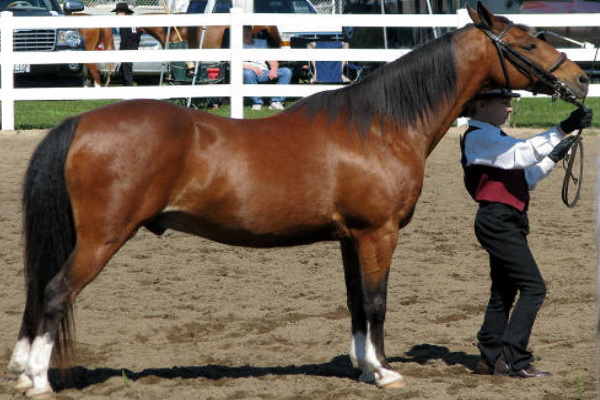 Hackney Pony