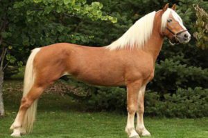 Haflinger