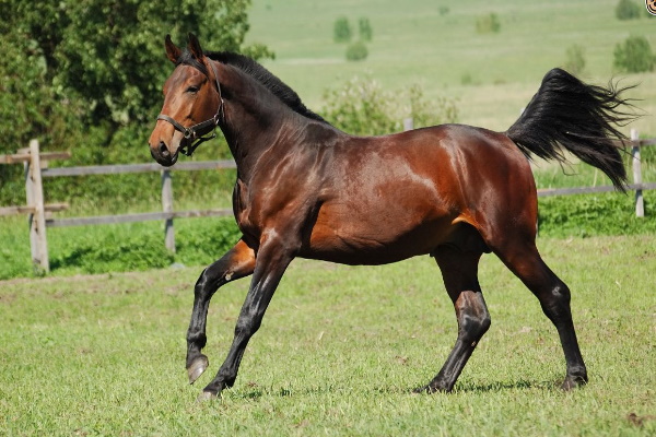 Hanoverian Horse