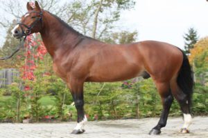Hungarian Horse