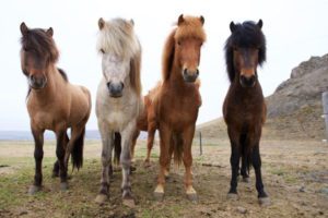 Icelandic Horse