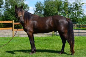 Kentucky Mountain Saddle Horse