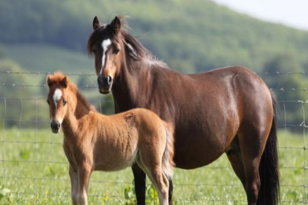 Kerry Bog Pony