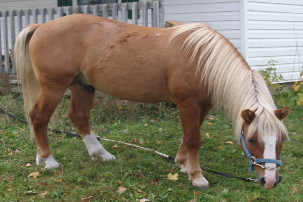 Lac-La-Croix-Indian-Pony
