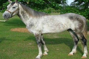 McCurdy Plantation Horse