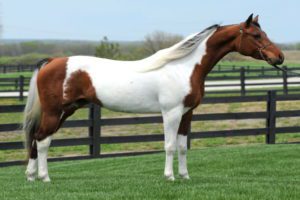 National Show Horse
