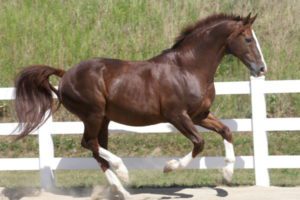 Oldenburg horse