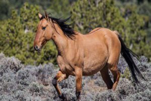 Sulphur Horse