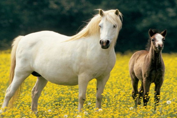 Welsh Ponies and Cobs