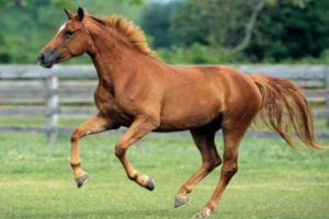 Westphalian Horse