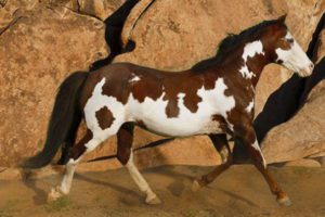 Wilbur-Cruce Mission Horse