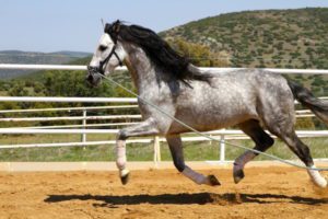 Azteca horse