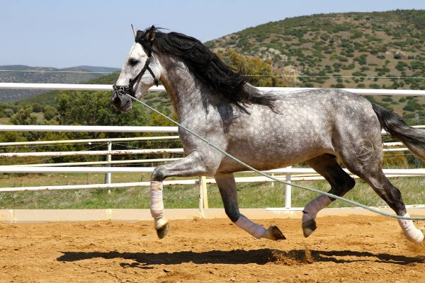 Azteca horse