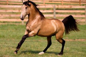buckskin horse