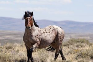 Cerbat Horse