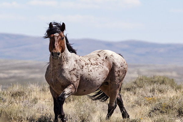 Cerbat Horse
