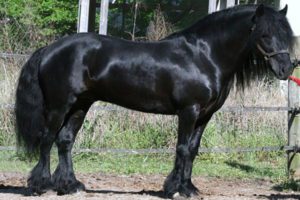 Dales Pony