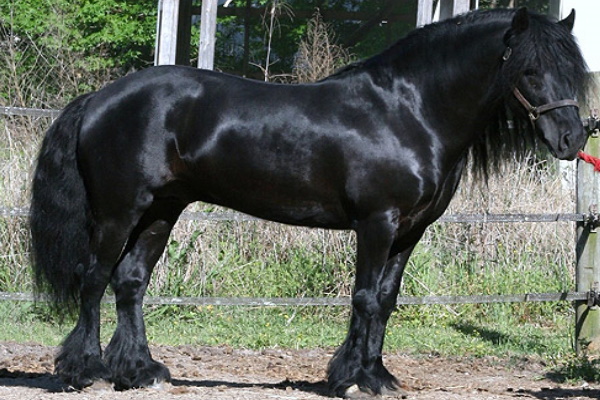Dales Pony