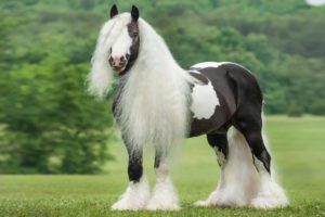 Gypsy Vanner