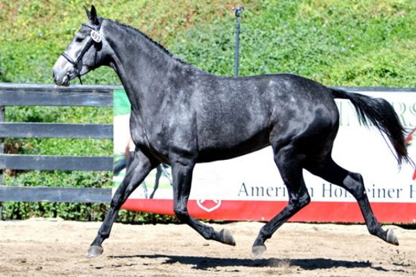Holsteiner Horse