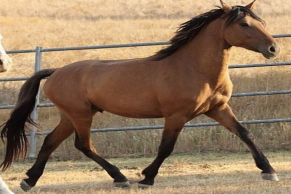 Kiger Mustang