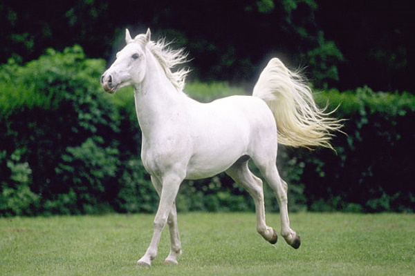 lipizzan horse